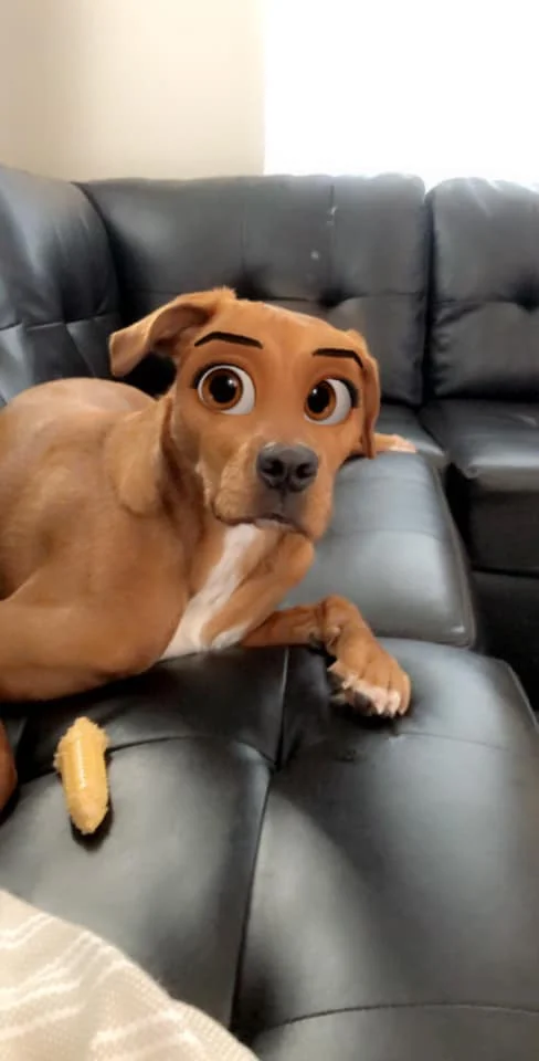 Появился новый фильтр, который превращает собак в персонажей Disney - фото 487660