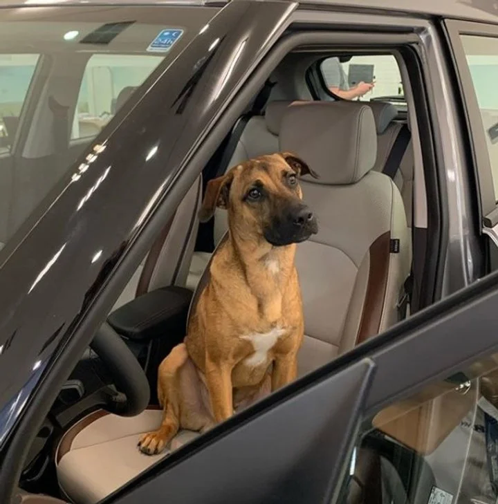 В Бразилии пес устроился на работу консультантом - продает машины - фото 488193
