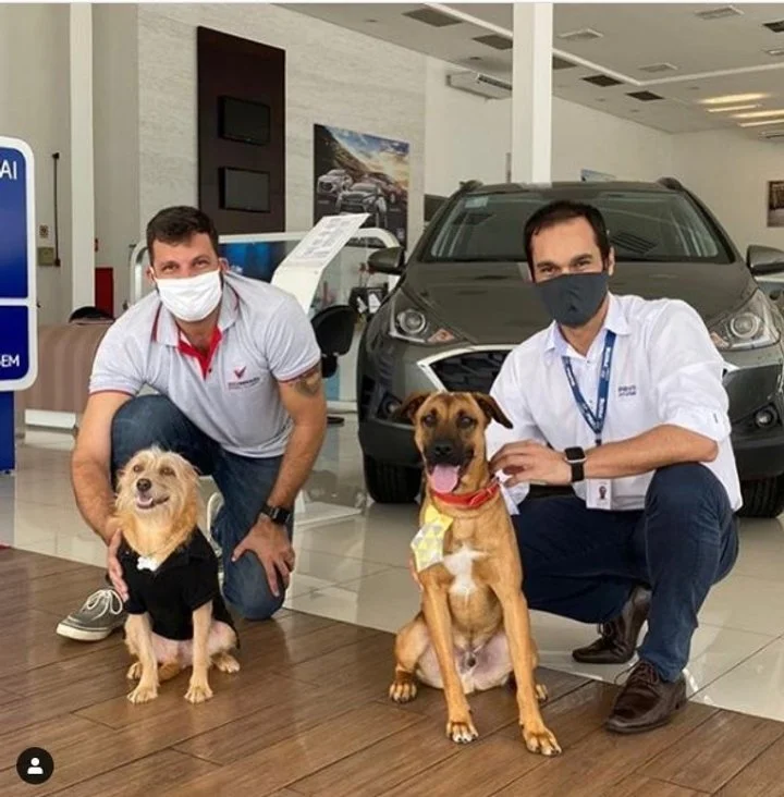 В Бразилии пес устроился на работу консультантом - продает машины - фото 488194