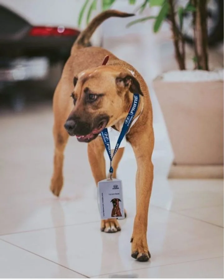В Бразилии пес устроился на работу консультантом - продает машины - фото 488196