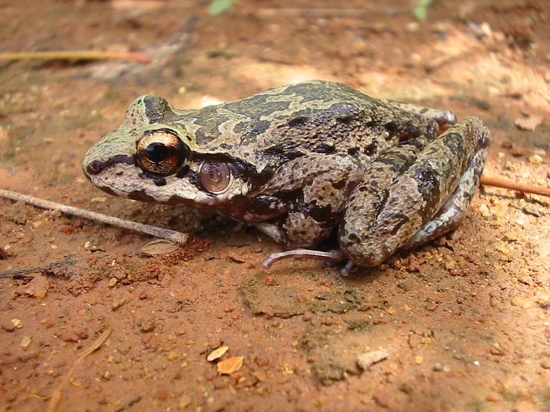 Вчені з'ясували, що у жаб також існує гарем - фото 488271