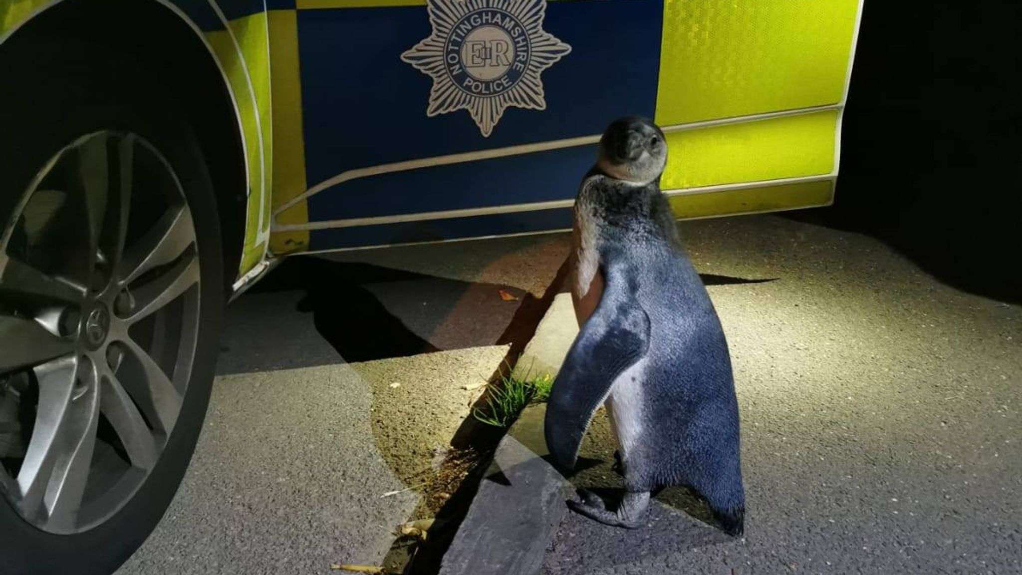 Британские копы задержали на дороге пингвина, который сбежал из дома - фото 488414