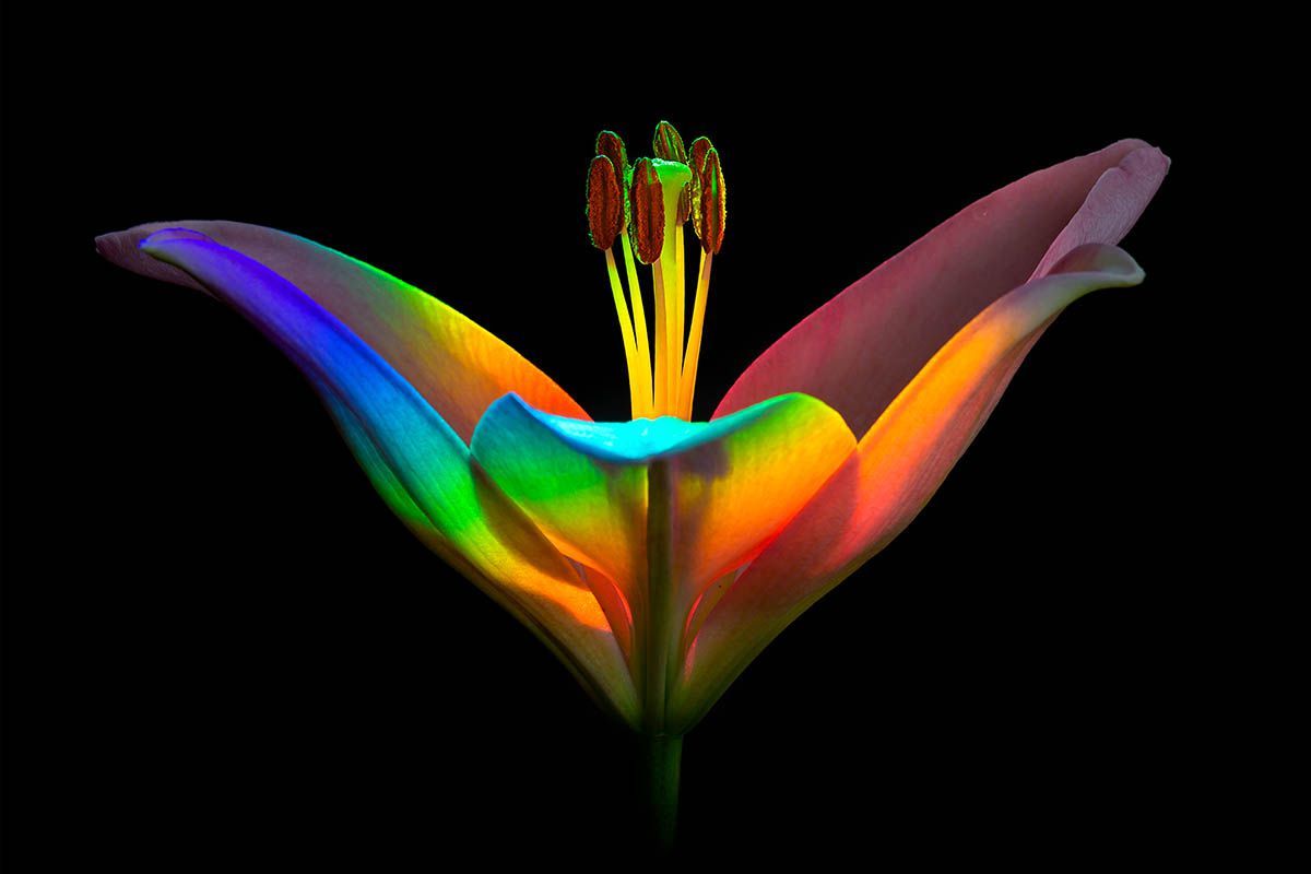 Фотоконкурс International Garden Photographer доводить, що рослини живуть своїм життям - фото 488905