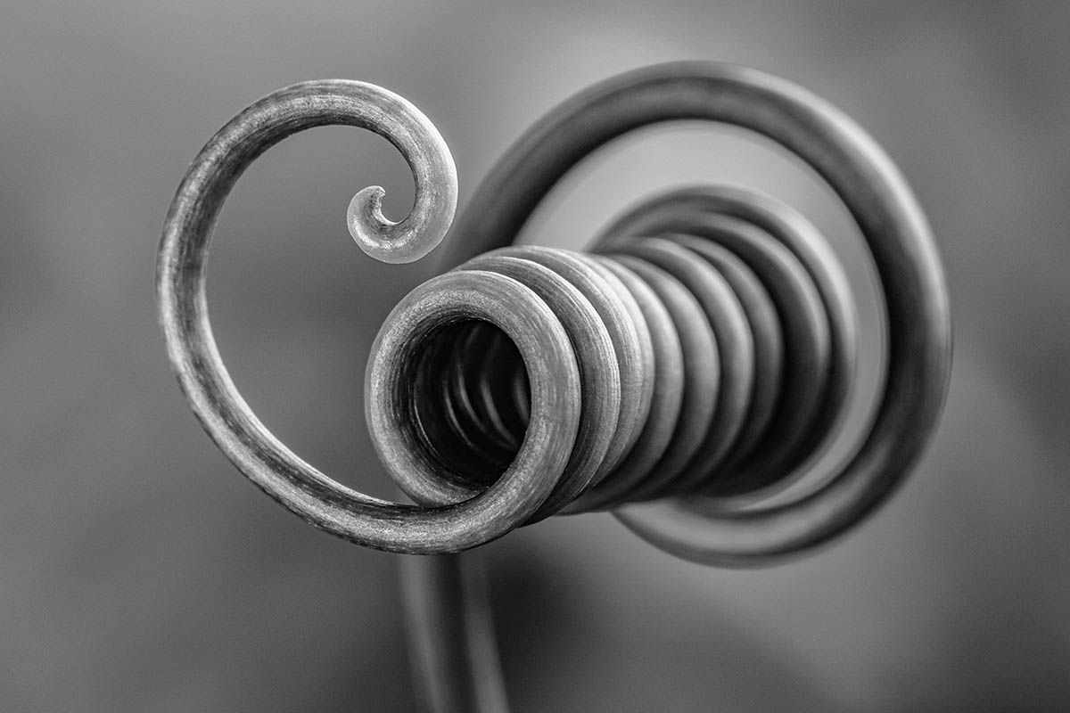 Фотоконкурс International Garden Photographer доводить, що рослини живуть своїм життям - фото 488906