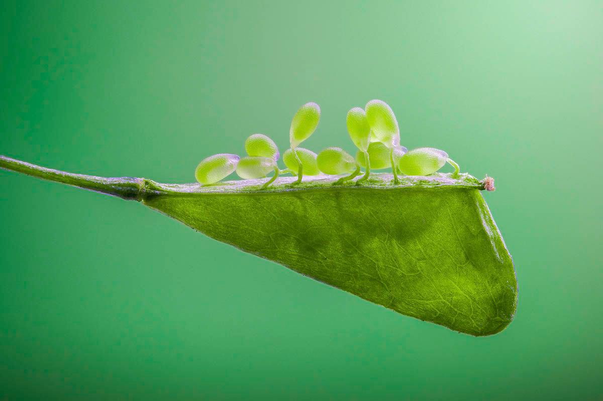 Фотоконкурс International Garden Photographer доводить, що рослини живуть своїм життям - фото 488907