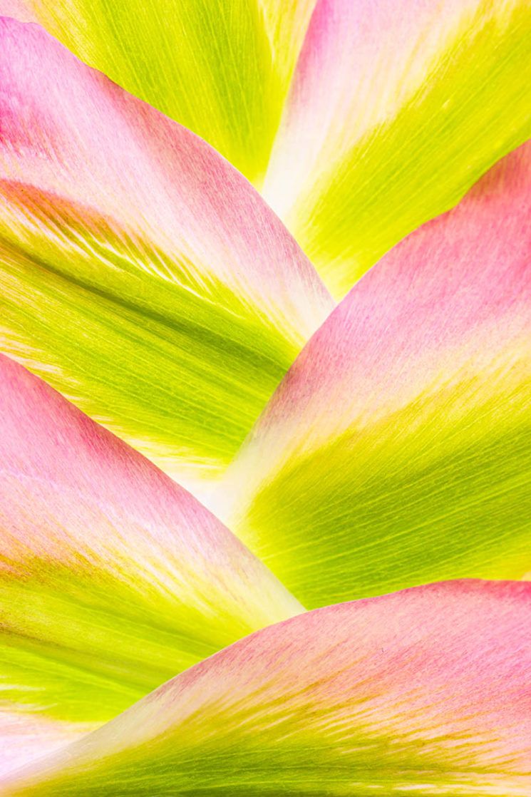 Фотоконкурс International Garden Photographer доводить, що рослини живуть своїм життям - фото 488909
