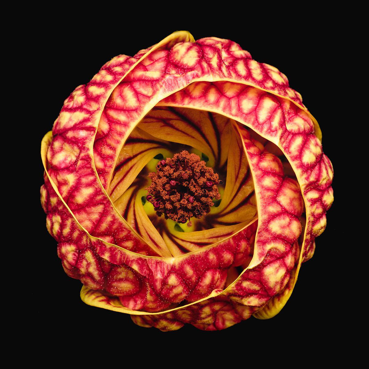 Фотоконкурс International Garden Photographer доводить, що рослини живуть своїм життям - фото 488911