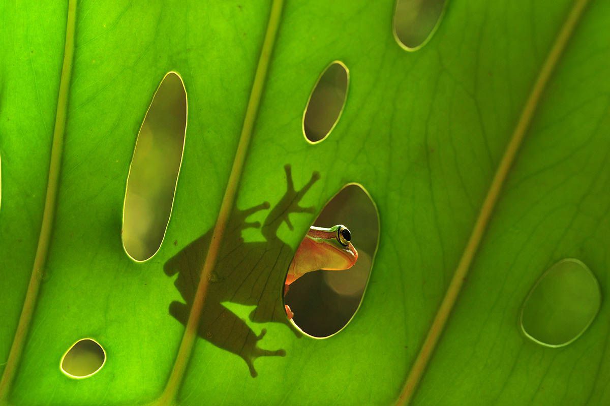 Фотоконкурс International Garden Photographer доводить, що рослини живуть своїм життям - фото 488913