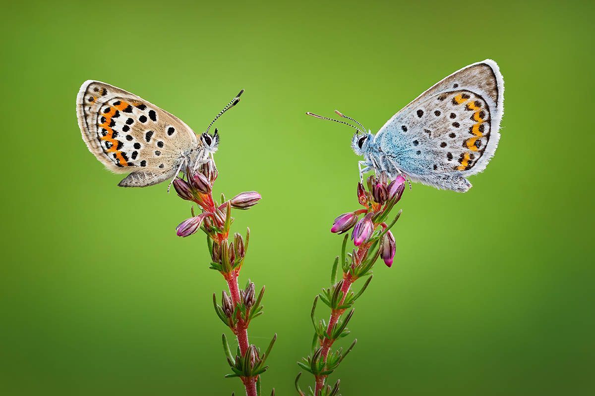 Фотоконкурс International Garden Photographer доводить, що рослини живуть своїм життям - фото 488915