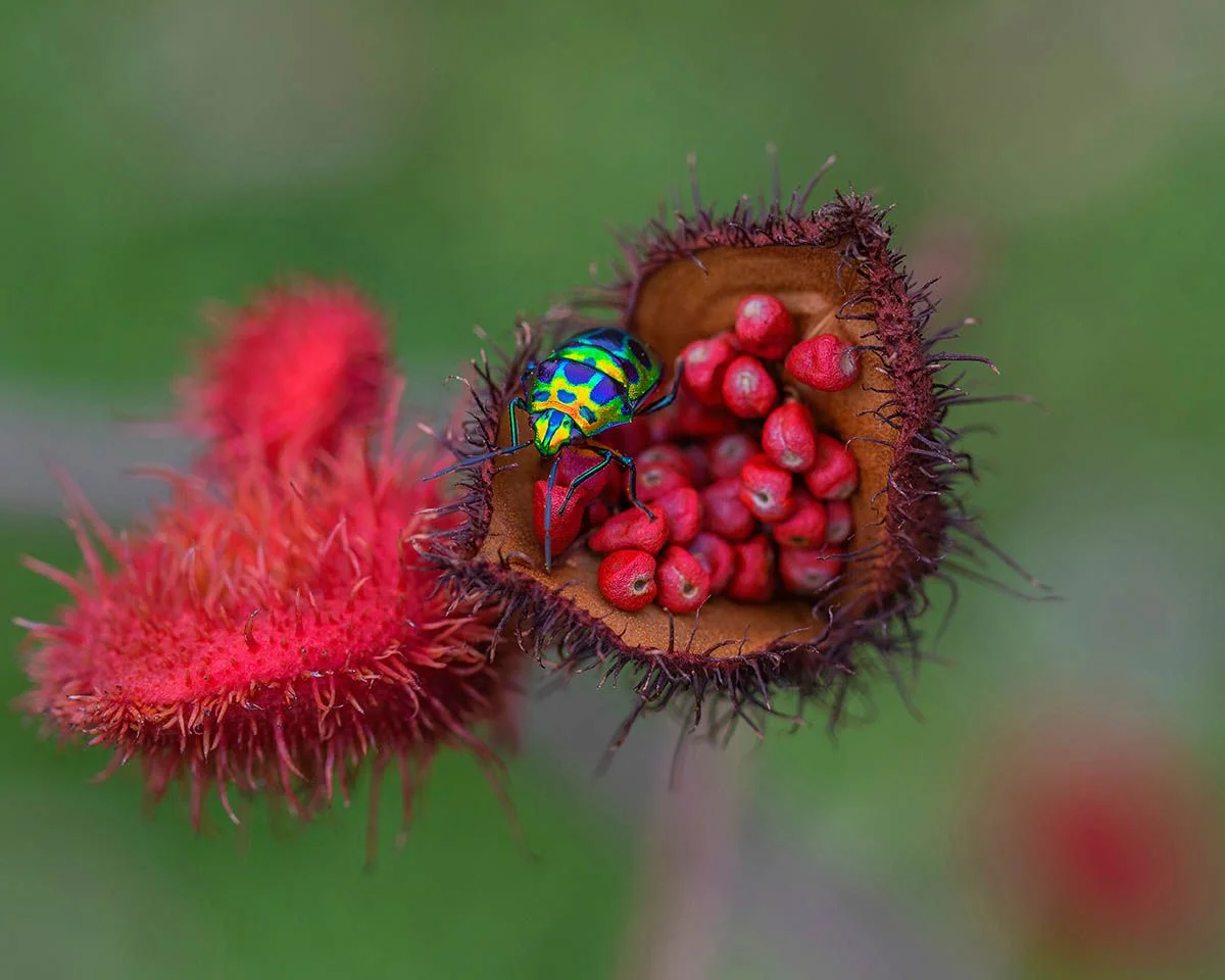 Фотоконкурс International Garden Photographer доказывает, что растения живут своей жизнью - фото 488916