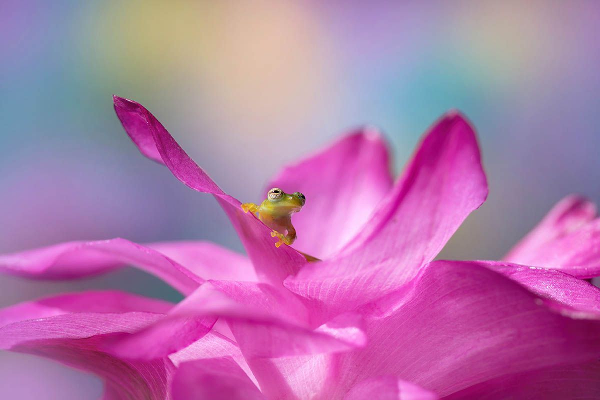 Фотоконкурс International Garden Photographer доводить, що рослини живуть своїм життям - фото 488918