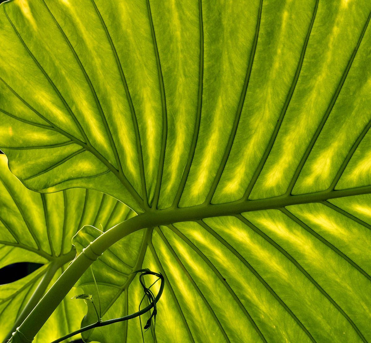 Фотоконкурс International Garden Photographer доводить, що рослини живуть своїм життям - фото 488919