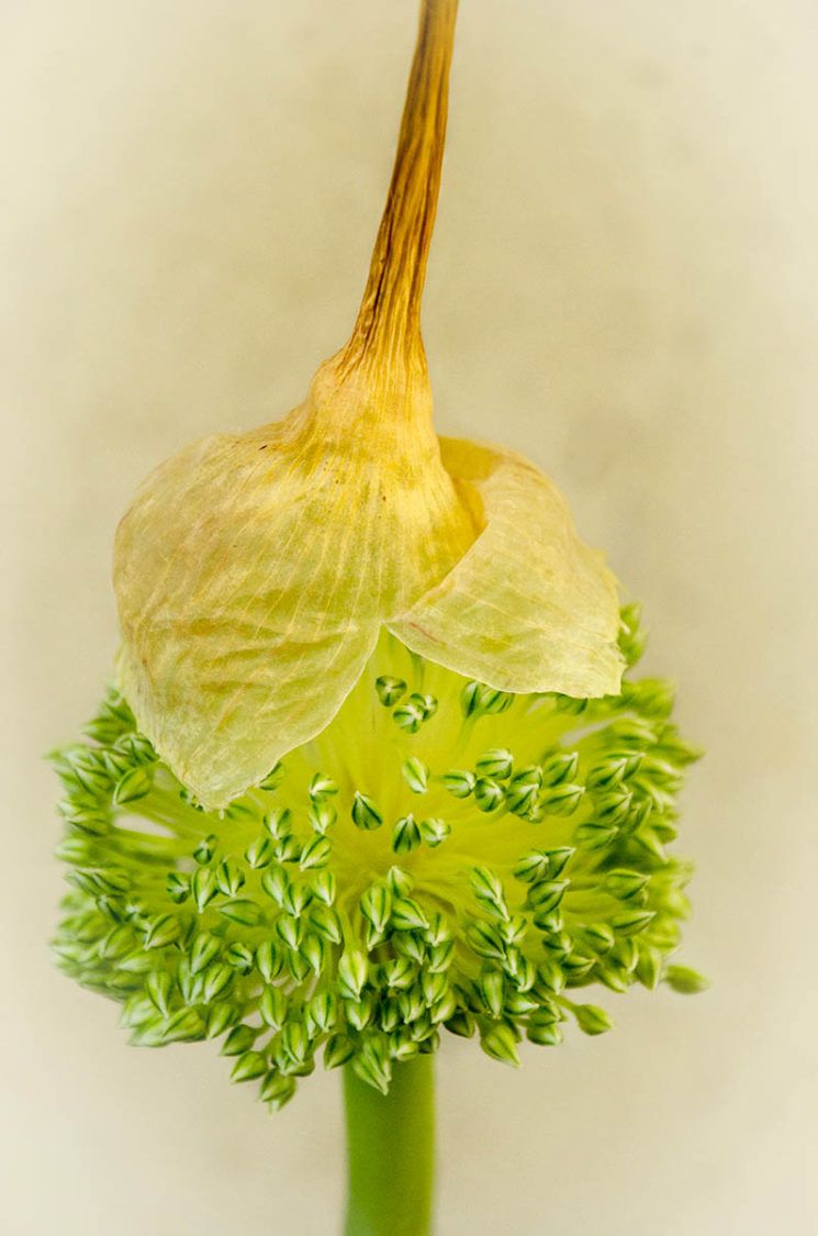Фотоконкурс International Garden Photographer доводить, що рослини живуть своїм життям - фото 488923