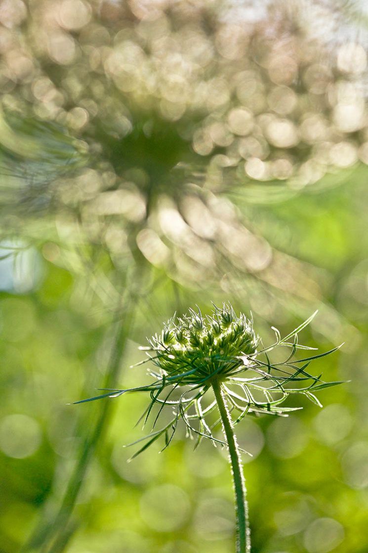 Фотоконкурс International Garden Photographer доводить, що рослини живуть своїм життям - фото 488924