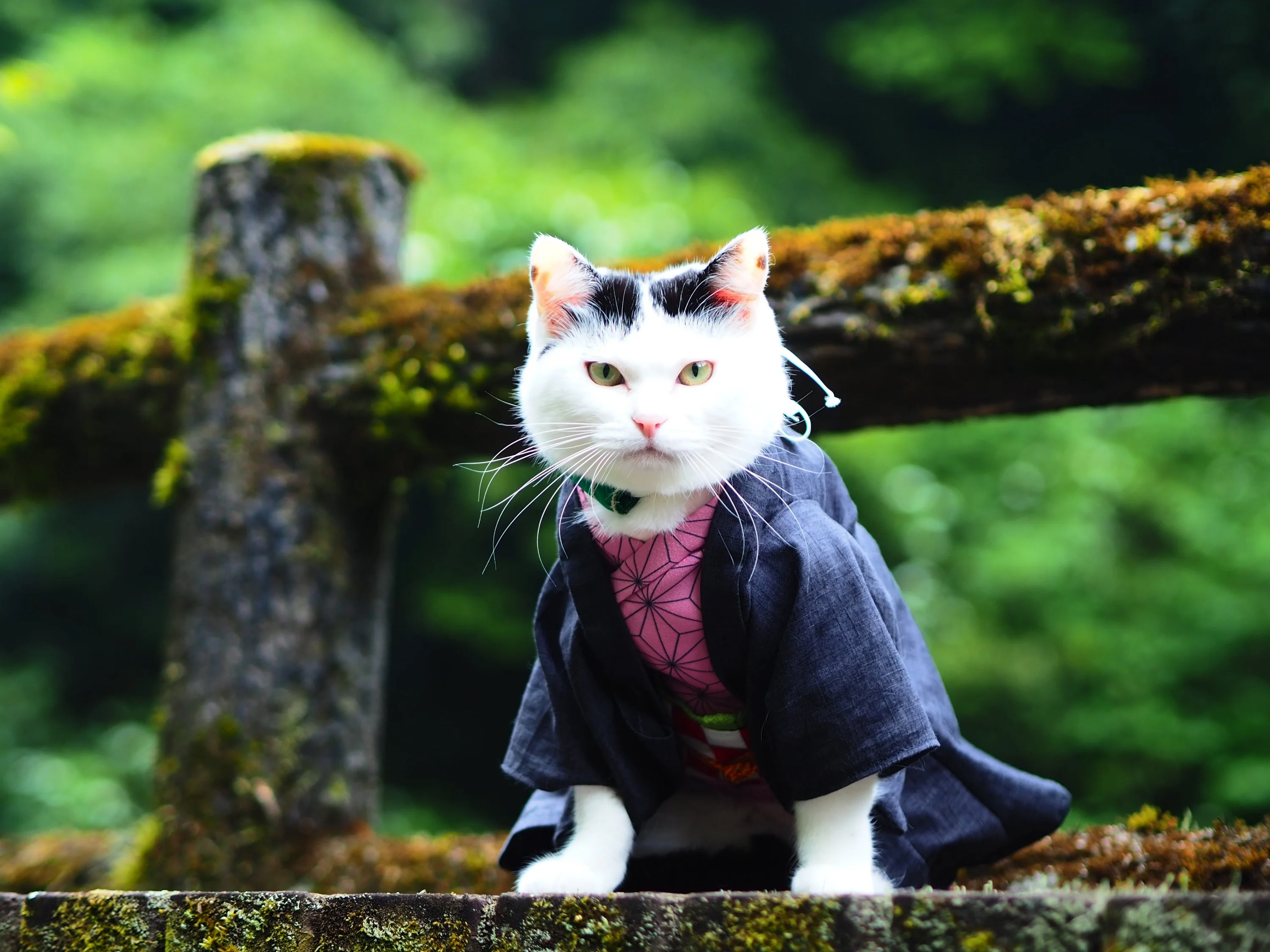 Парень шьет милые костюмчики для котиков в стиле аниме, которые попадают прямо в сердце - фото 489614