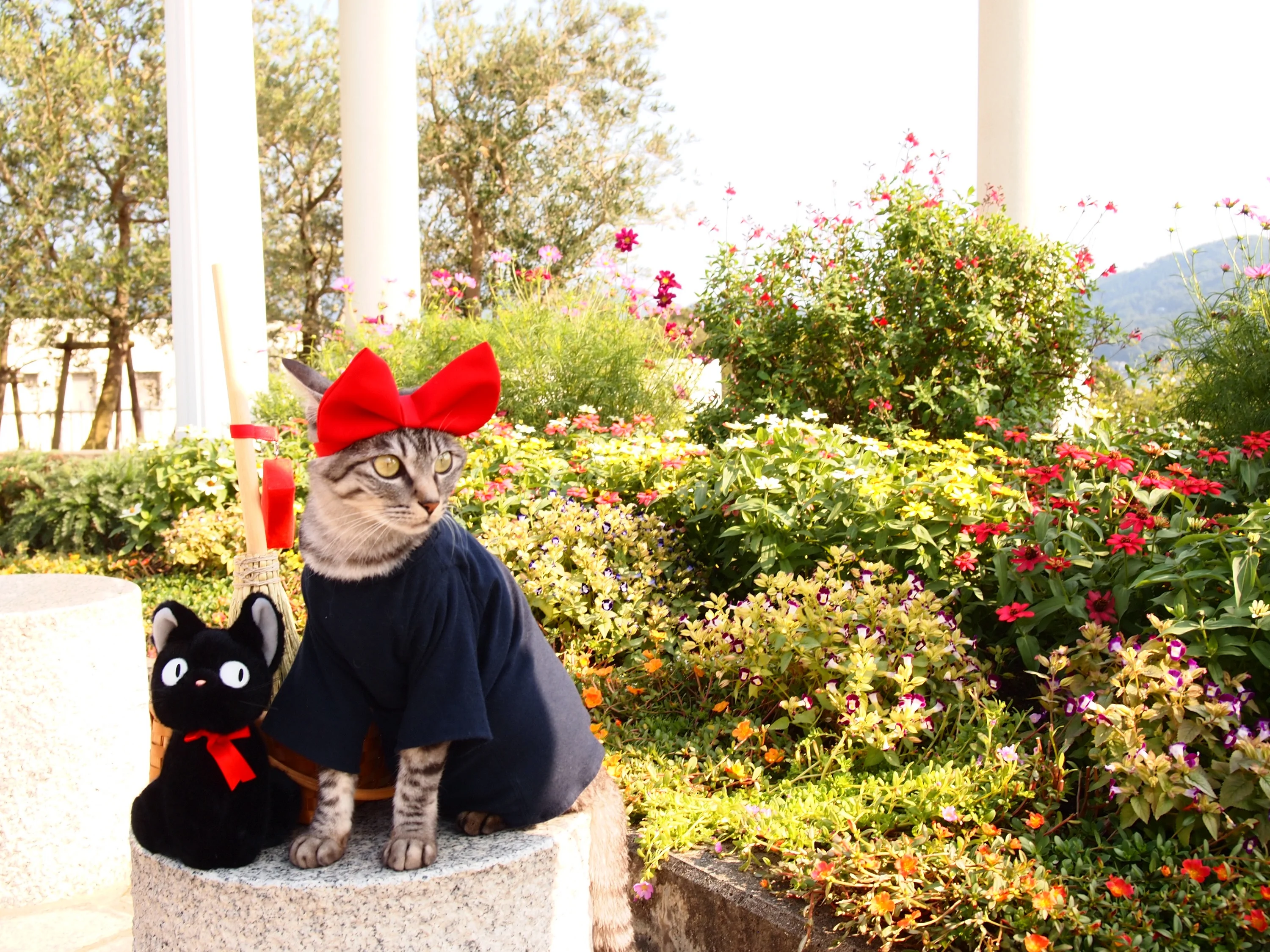 Парень шьет милые костюмчики для котиков в стиле аниме, которые попадают прямо в сердце - фото 489621