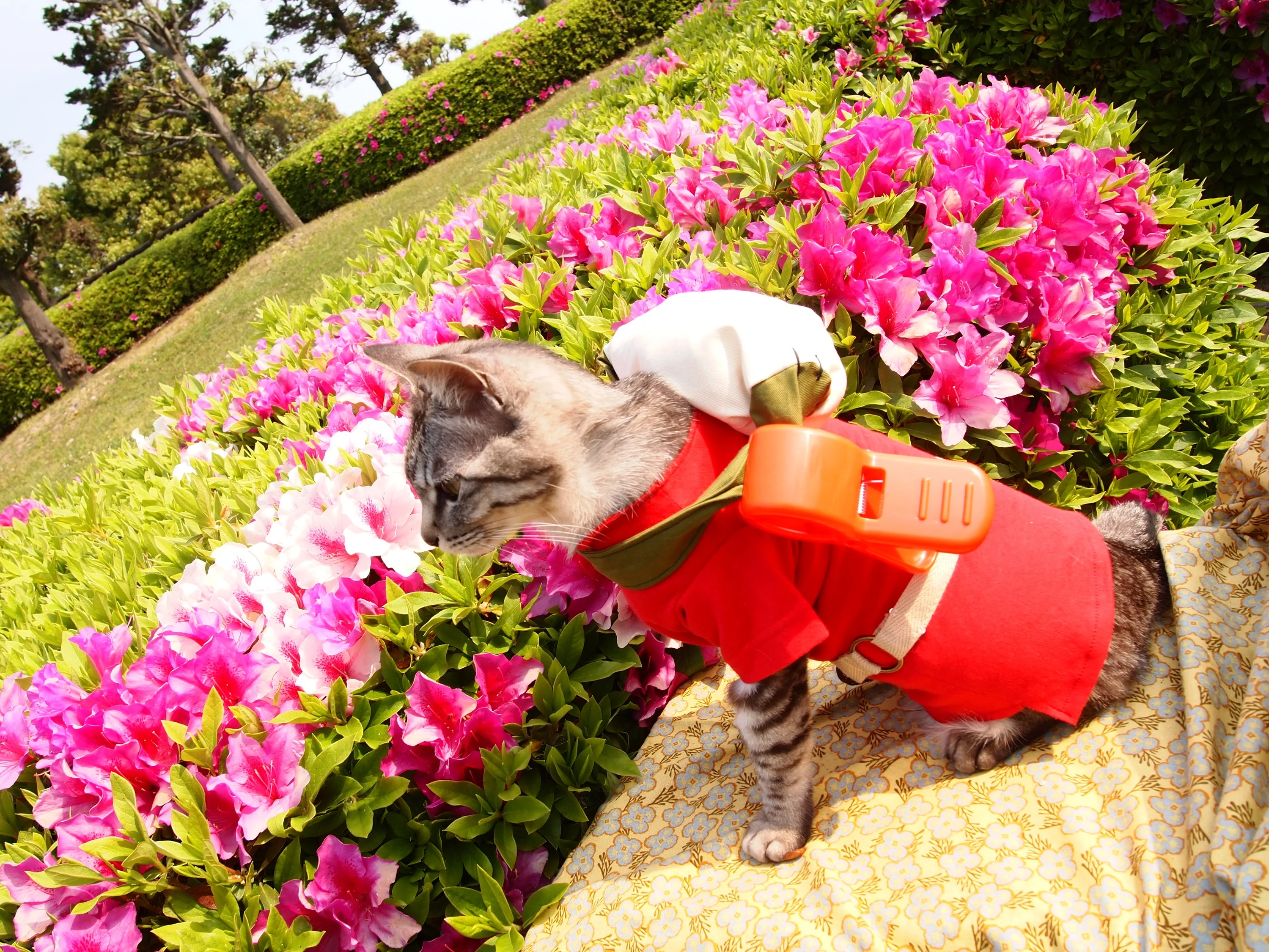 Парень шьет милые костюмчики для котиков в стиле аниме, которые попадают прямо в сердце - фото 489622