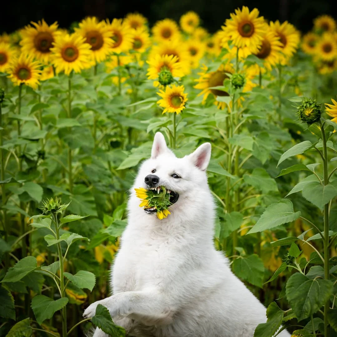 Девушка хотела сделать крутой фотосет для своих собачек в цветах, но что-то пошло не так - фото 489737