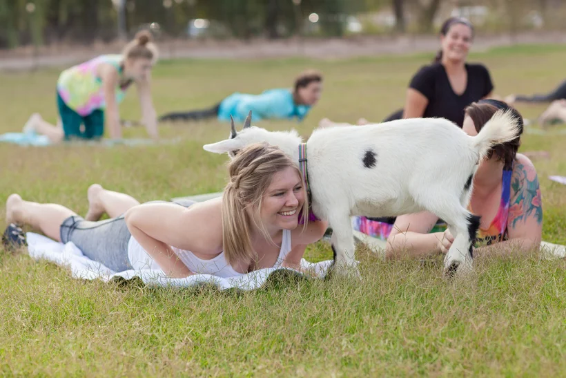Йога з козами, яка стала трендовою у США, вразила світ - фото 490093