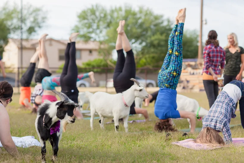 Йога с козами, которая стала трендовой в США, поразила мир - фото 490094