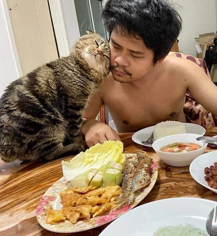 Кіт, який ревнує господаря до жінки, підкорив інтернет своїми емоціями - фото 490100