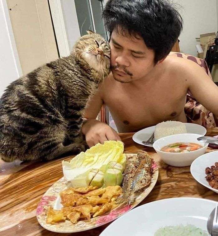 Кот, который ревнует хозяина к жене, покорил интернет своими эмоциями - фото 490100