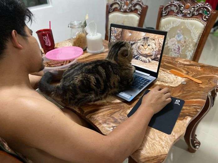 Кот, который ревнует хозяина к жене, покорил интернет своими эмоциями - фото 490105