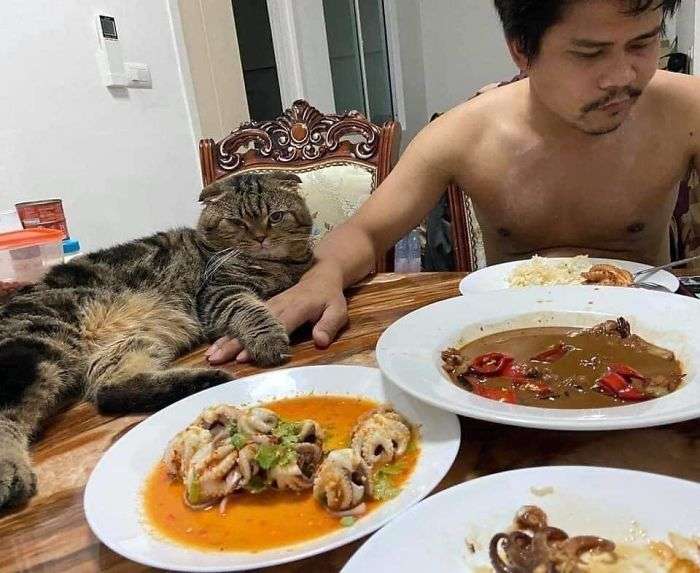 Кот, который ревнует хозяина к жене, покорил интернет своими эмоциями - фото 490106
