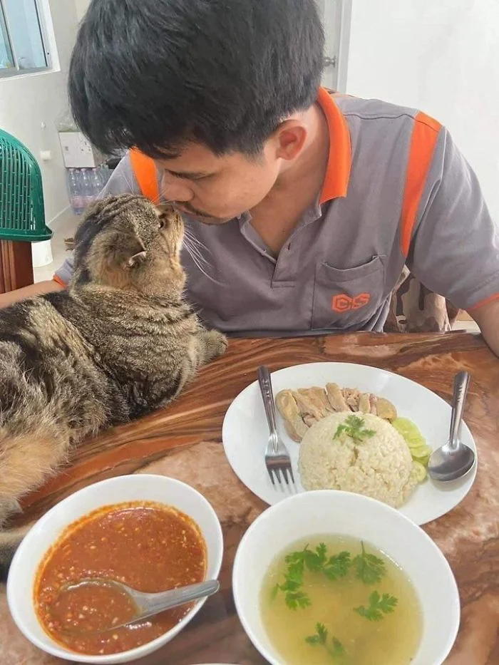 Кіт, який ревнує господаря до жінки, підкорив інтернет своїми емоціями - фото 490107