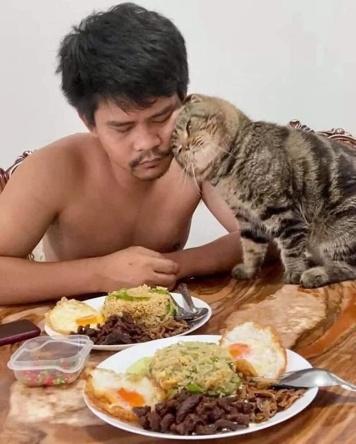 Кот, который ревнует хозяина к жене, покорил интернет своими эмоциями - фото 490108