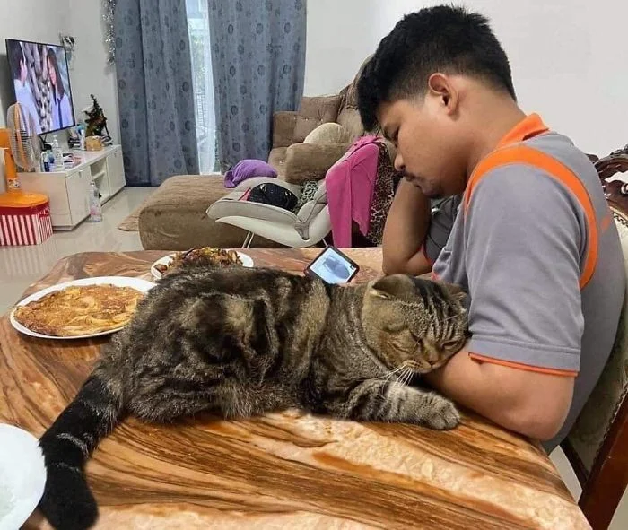 Кот, который ревнует хозяина к жене, покорил интернет своими эмоциями - фото 490109