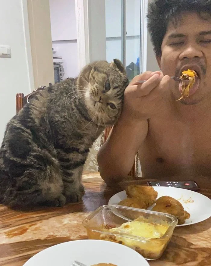 Кот, который ревнует хозяина к жене, покорил интернет своими эмоциями - фото 490114