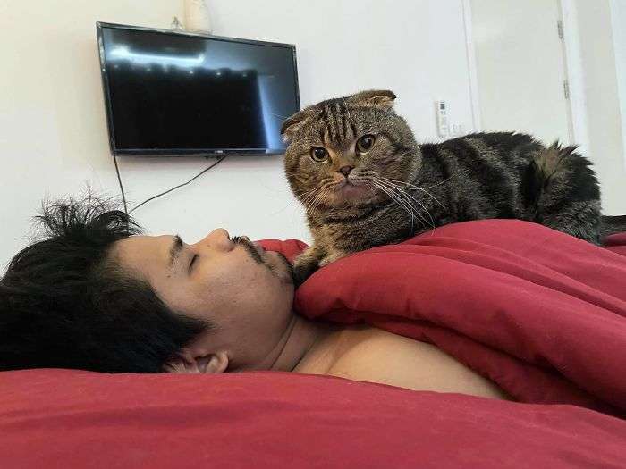 Кот, который ревнует хозяина к жене, покорил интернет своими эмоциями - фото 490115