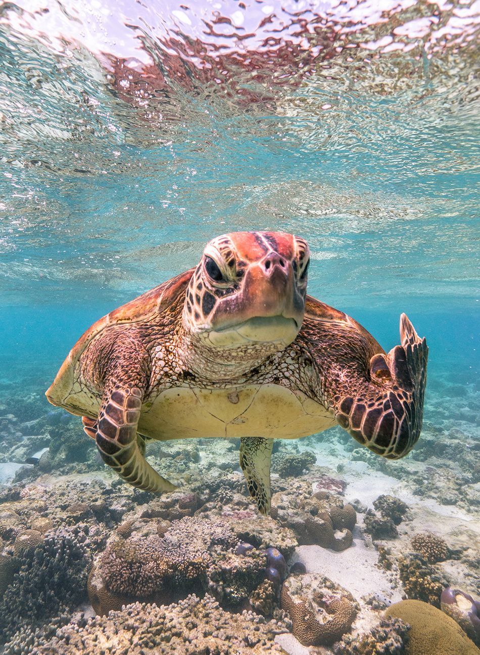 Мавпа, що чухається за дупу і смішні ведмеді: фіналісти Comedy Wildlife Photography Awards - 490724 Мавпа, що чухається за дупу і смішні ведмеді: фіналісти Comedy Wildlife Photography Awards - фото 490724