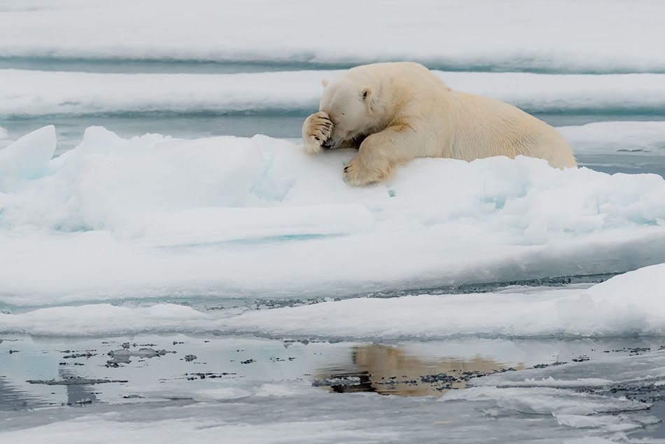 Мавпа, що чухається за дупу і смішні ведмеді: фіналісти Comedy Wildlife Photography Awards - 490725 Мавпа, що чухається за дупу і смішні ведмеді: фіналісти Comedy Wildlife Photography Awards - фото 490725