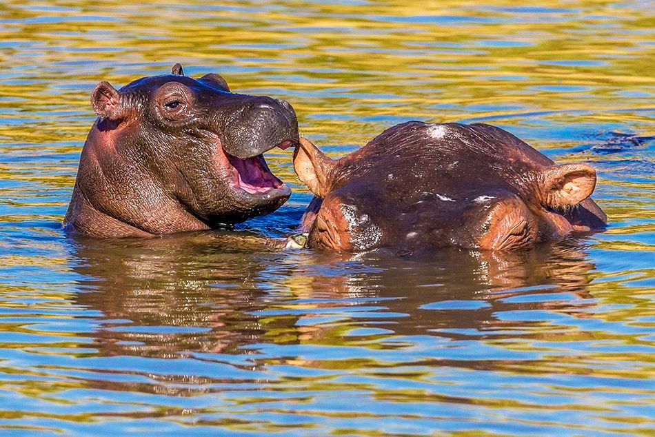 Мавпа, що чухається за дупу і смішні ведмеді: фіналісти Comedy Wildlife Photography Awards - 490726 Мавпа, що чухається за дупу і смішні ведмеді: фіналісти Comedy Wildlife Photography Awards - фото 490726