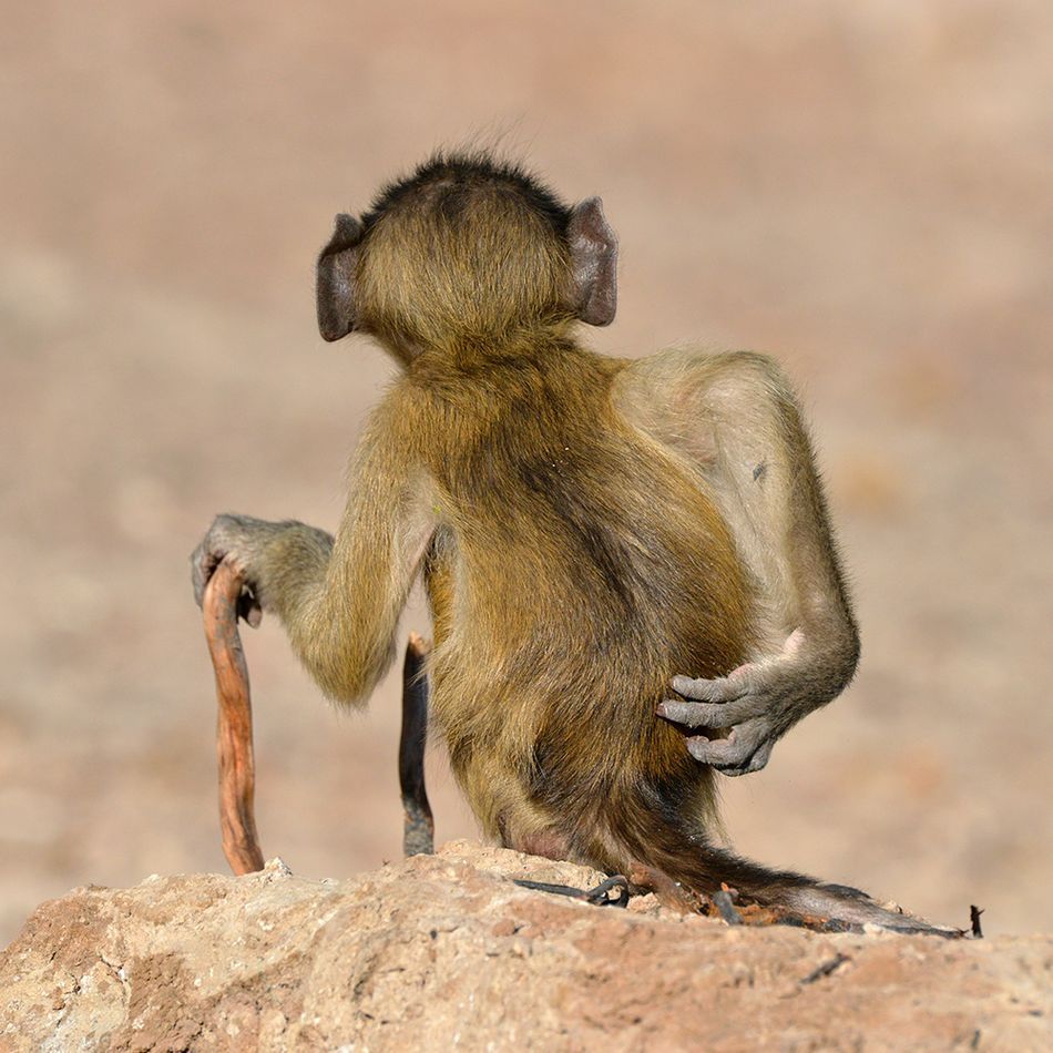 Мавпа, що чухається за дупу і смішні ведмеді: фіналісти Comedy Wildlife Photography Awards - 490727 Мавпа, що чухається за дупу і смішні ведмеді: фіналісти Comedy Wildlife Photography Awards - фото 490727