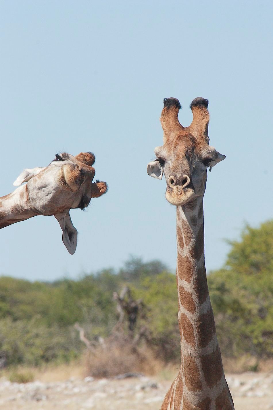Мавпа, що чухається за дупу і смішні ведмеді: фіналісти Comedy Wildlife Photography Awards - 490728 Мавпа, що чухається за дупу і смішні ведмеді: фіналісти Comedy Wildlife Photography Awards - фото 490728