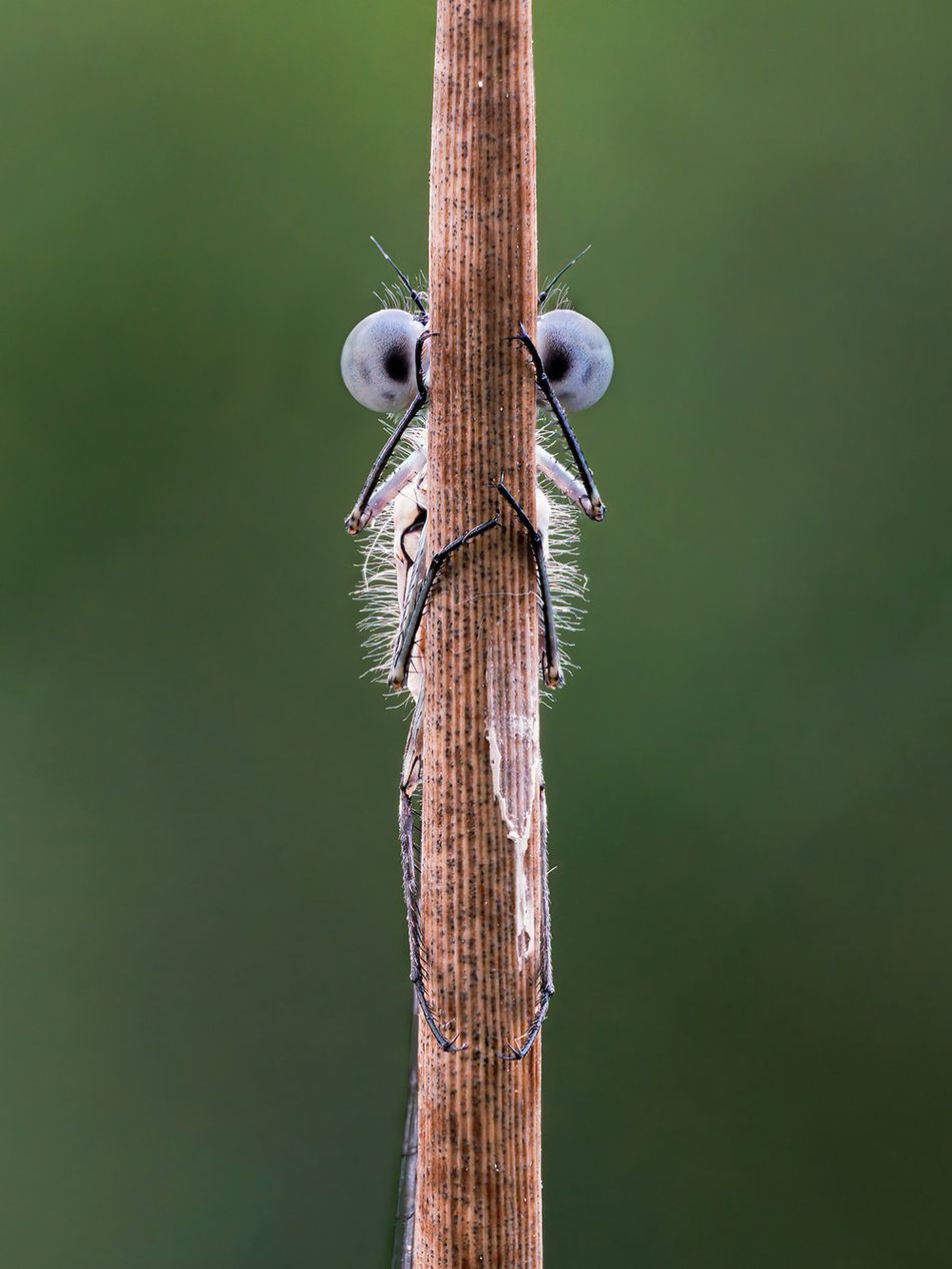 Мавпа, що чухається за дупу і смішні ведмеді: фіналісти Comedy Wildlife Photography Awards - 490730 Мавпа, що чухається за дупу і смішні ведмеді: фіналісти Comedy Wildlife Photography Awards - фото 490730