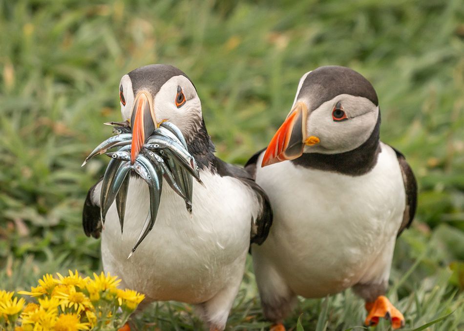 Мавпа, що чухається за дупу і смішні ведмеді: фіналісти Comedy Wildlife Photography Awards - 490731 Мавпа, що чухається за дупу і смішні ведмеді: фіналісти Comedy Wildlife Photography Awards - фото 490731