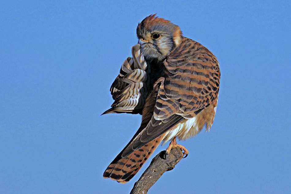 Мавпа, що чухається за дупу і смішні ведмеді: фіналісти Comedy Wildlife Photography Awards - 490733 Мавпа, що чухається за дупу і смішні ведмеді: фіналісти Comedy Wildlife Photography Awards - фото 490733