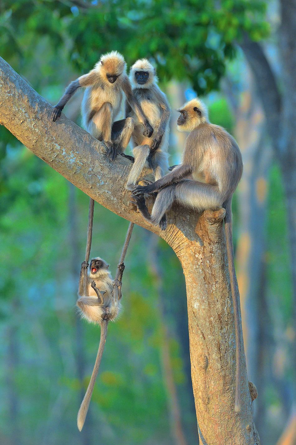 Мавпа, що чухається за дупу і смішні ведмеді: фіналісти Comedy Wildlife Photography Awards - 490734 Мавпа, що чухається за дупу і смішні ведмеді: фіналісти Comedy Wildlife Photography Awards - фото 490734