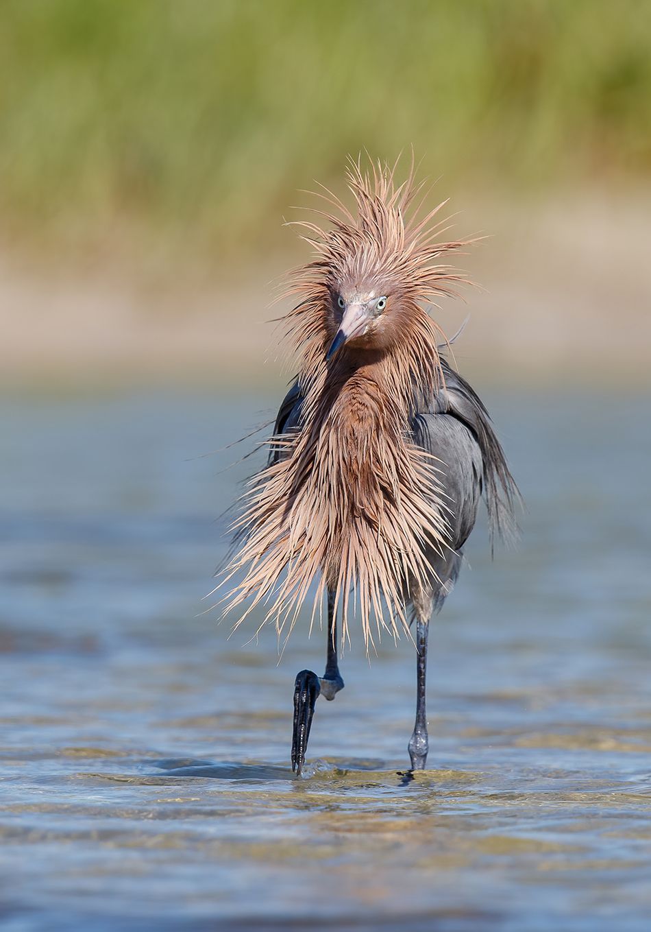 Мавпа, що чухається за дупу і смішні ведмеді: фіналісти Comedy Wildlife Photography Awards - 490736 Мавпа, що чухається за дупу і смішні ведмеді: фіналісти Comedy Wildlife Photography Awards - фото 490736