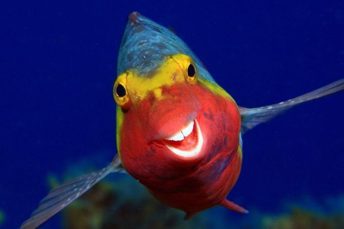 Мавпа, що чухається за дупу і смішні ведмеді: фіналісти Comedy Wildlife Photography Awards - 490737 Мавпа, що чухається за дупу і смішні ведмеді: фіналісти Comedy Wildlife Photography Awards - фото 490737