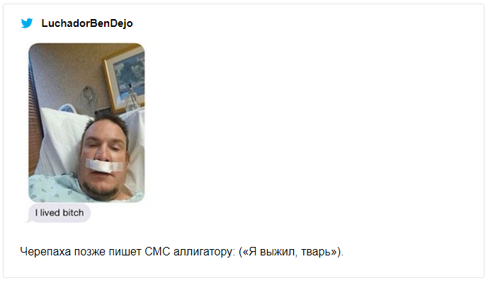 Крокодил попытался съесть черепаху и попал в смешные мемы о неудачниках - фото 491546