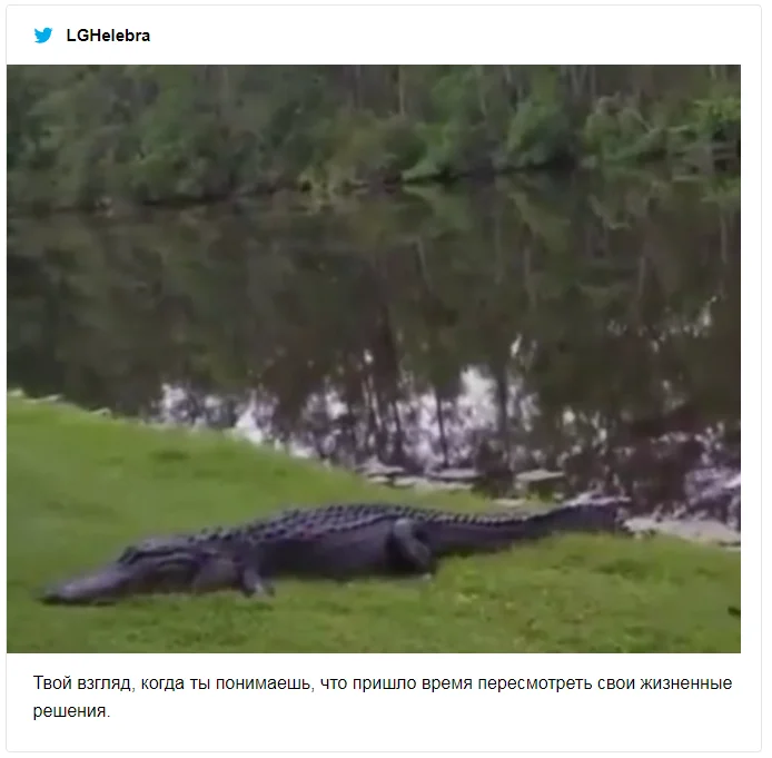 Крокодил попытался съесть черепаху и попал в смешные мемы о неудачниках - фото 491547