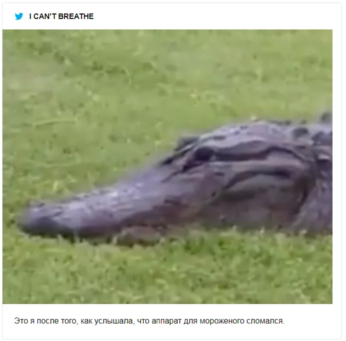 Крокодил попытался съесть черепаху и попал в смешные мемы о неудачниках - фото 491548