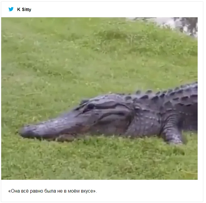 Крокодил попытался съесть черепаху и попал в смешные мемы о неудачниках - фото 491549
