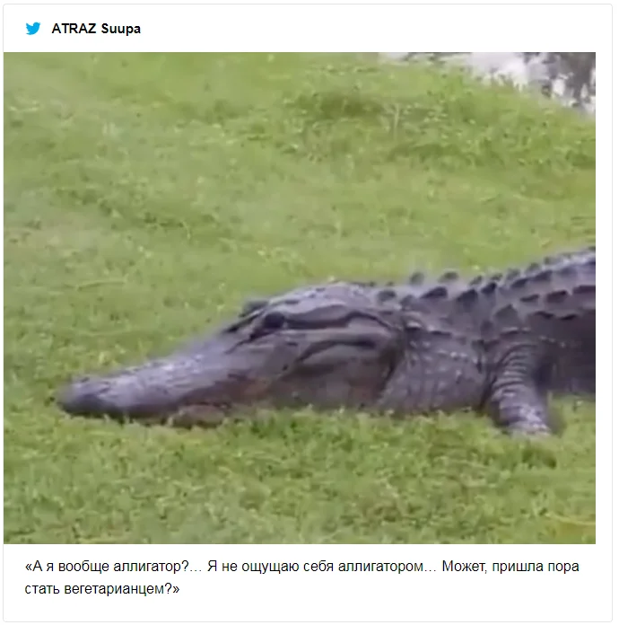 Крокодил попытался съесть черепаху и попал в смешные мемы о неудачниках - фото 491550