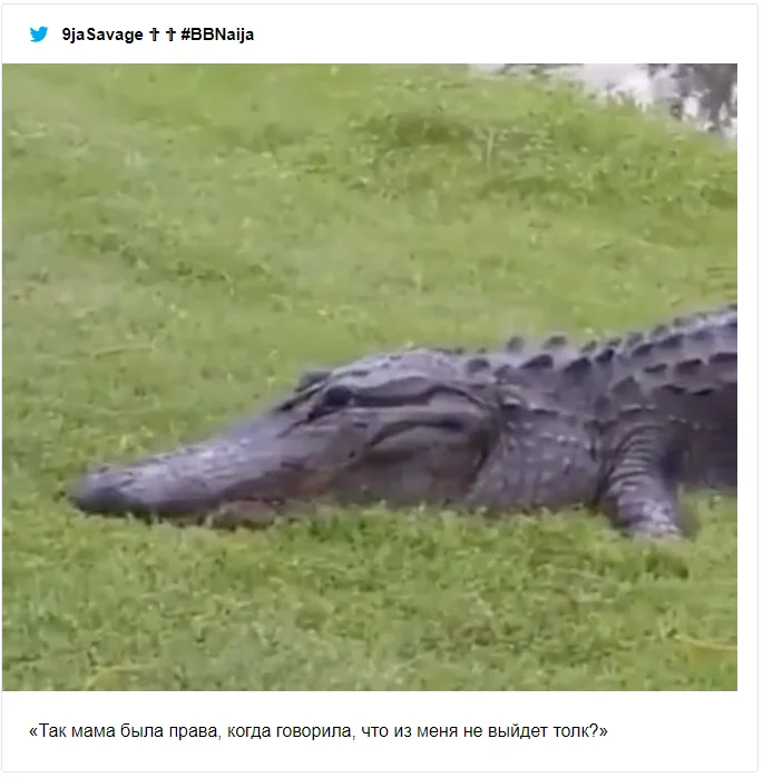 Крокодил попытался съесть черепаху и попал в смешные мемы о неудачниках - фото 491551